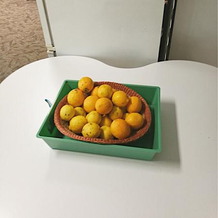 photograph of about 30 small home grown lemons in a wicker basket at the 'share homegrown or excess food' spot at Toi Ohomai Library