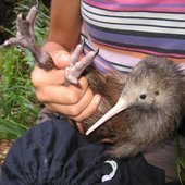 Kiwi_Whakapapa_Project_Puketi_Fore.2e16d0ba.fill-170x170